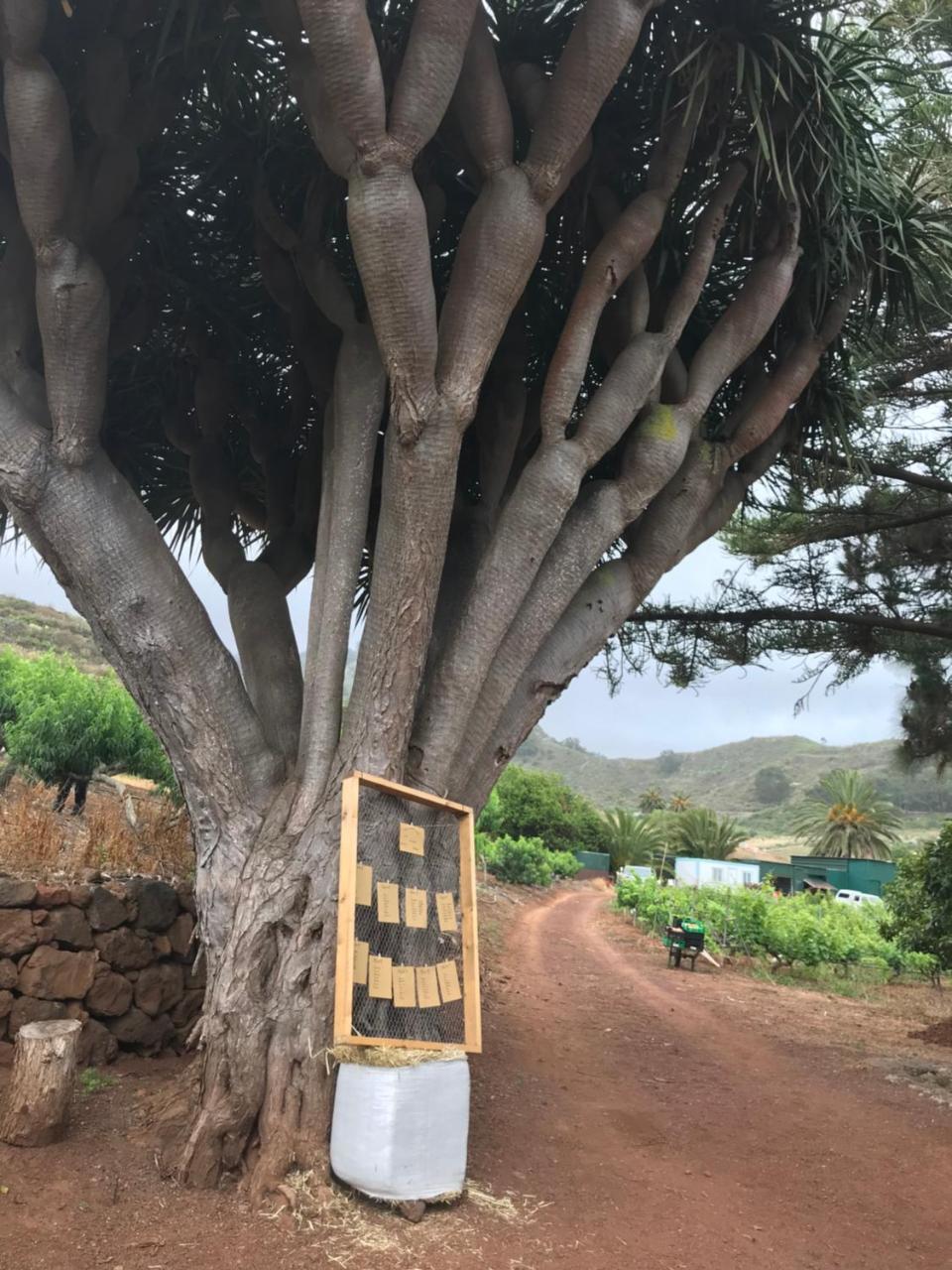 Finca El Vergel Rural Tegueste Extérieur photo